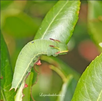 Cette chenille est caractérisée par sa tête ornée de quatre petites cornes. Elle a des allures de petit dragon. Elle a aussi un petit motif ressemblant à un il sur le dos. Le papillon issu de cette chenille a des bordures oranges et deux petites queues sur chaque aile postérieure. C'est la chenille ....