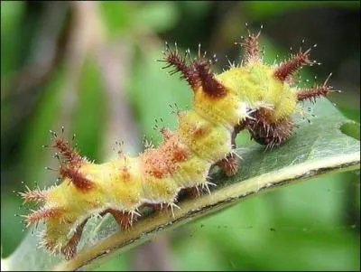 Elle est reconnaissable aux petites cornes brunes qui ornent sa tête, son dos, et l'arrière de son corps. Le papillon issu de cette chenille ressemble au petit sylvain. On trouve cette chenille principalement dans le chèvrefeuille. C'est la chenille...