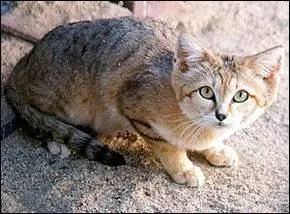 Cet animal vit dans les régions désertiques du Maroc, d'Algérie, de Tunisie ou encore l'Égypte, je parle du "chat des sables".