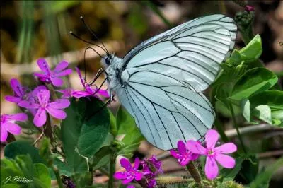 Ce grand papillon blanc est très reconnaissable grâce à ses nervures noires. Il a les ailes arrondies et se trouve un peu partout en Europe. C'est...