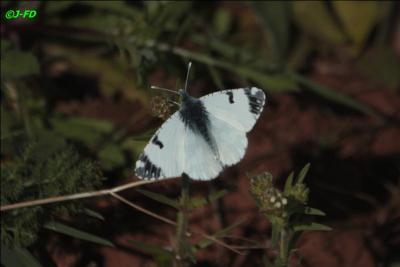 Ce papillon est reconnaissable grâce aux bouts de ses ailes antérieures noires avec des taches blanches. Au verso, ses ailes sont couvertes de marbrures vert-jaune. C'est...