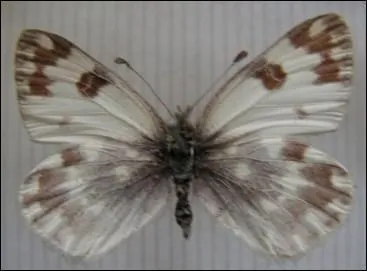 Ce papillon est reconnaissable à ses macules foncées sur les ailes antérieures et aux marbrures grises sur ses ailes postérieures. Le mâle et la femelle n'ont pas les mêmes motifs et le mâle semble plus blanc. On les trouve dans les alpages vers 2 000 m d'attitude. C'est...