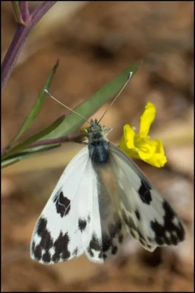 Le dernier marbré est un migrateur. Le recto de ses ailes est marbré de vert. Même s'il ressemble beaucoup au marbré oriental, il rend plus gris. C'est...