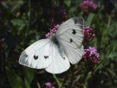 Cette piéride se reconnaît grâce aux deux points noirs sur ses ailes antérieures et les bouts de ses ailes gris. Le revers de ses ailes est jaune et grisâtre. C'est...