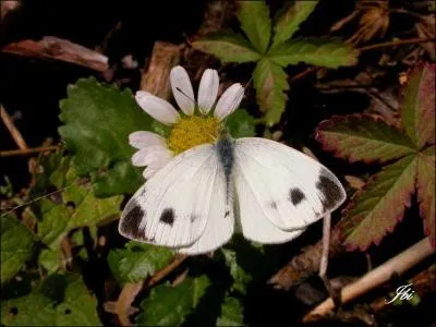 Cette piéride se reconnaît grâce aux points noirs sur ses ailes et le bout des ailes noirs sans tache. Son revers est jaune intense. On la trouve dans les garrigues chaudes et ensoleillées dans le sud de l'Europe. C'est...