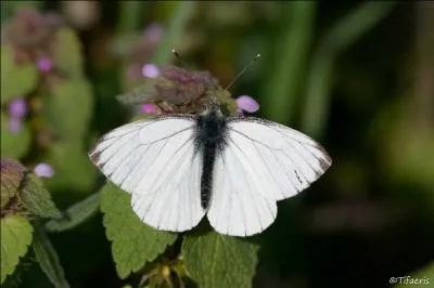 Cette piéride est blanche avec des nervures grisâtres et le bout des ailes noirs. Les nervures de son revers sont gris-vert sur un fond jaune. On la trouve un peu partout en Europe. C'est...