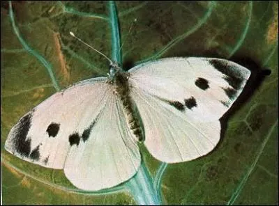 Dernière piéride, elle se reconnaît grâce à son revers gris-jaune avec un point noir sur l'aile antérieure. C'est un papillon qui est souvent parasité par un "Ichneumon" du genre Apanteles qui pond dans le corps du papillon. C'est...