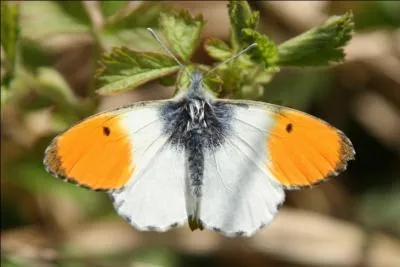 Ce papillon est facilement reconnaissable grâce aux bouts de ses ailes oranges avec un point noir. On le retrouve dans les talus fleuris, les allées des bois et les prairies dans toute l'Europe. C'est...