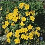 Quel nom porte cette plante de la famille des Rosaceae ?