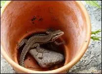 Là vous commencez à potager dans la choucroute.