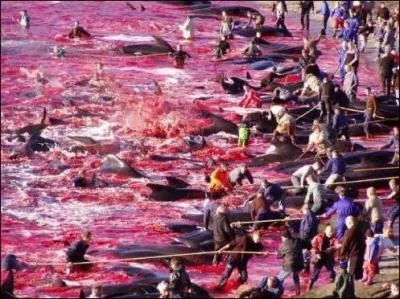Chaque année, dans une ambiance de carnaval populaire, auxquels participent même les enfants, environ 1500 dauphins sont rabattus et massacrés, juste pour le sport, au nom de la tradition. Cela se passe dans les Iles Féroé, au Danemark.