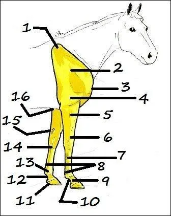 Comment se nomme le petit 14 ?