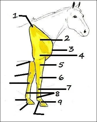 Comment se nomme le petit 9 ?