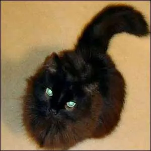 La chantilly est une sorte de crème, mais le chantilly est aussi une race de chats.