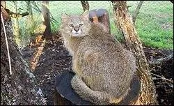 C'est une espèce ou une sous-espèce de félin, cet animal vit en Amérique du Sud. On peut le rencontrer dans les prairies de l'Équateur. Mais quel est ce félin ?