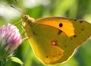 Quiz 9 papillons de la famille des Pieridae