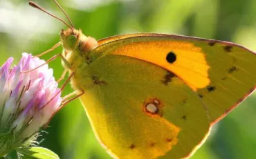 Quiz Papillons