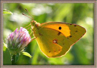 Ce papillon se reconnaît grâce à sa face supérieure orange avec des bordures noires. Il se reconnaît aussi grâce au point noir sur l'aile supérieure lorsqu'il replie ses ailes. Il est commun en Europe et se trouve dans les lieux herbus et fleuris. C'est :