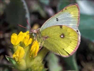 Ce papillon est bien reconnaissable grâce aux bords de ses ailes rosés. Il ouvre très rarement ses ailes lorsqu'il butine, mais sa face supérieure est d'un beau gris-vert fuligineux. Il se caractérise aussi par un point noir et une marge blanche sur l'aile antérieure. C'est :