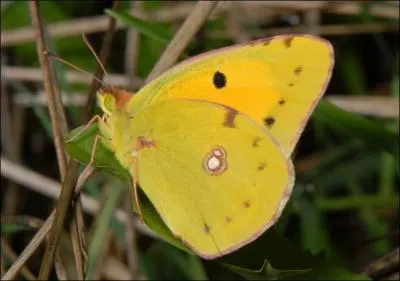Ce papillon est reconnaissable grâce à son vert vif et son fond orange-jaune. Ce papillon est commun localement mais est très menacé à cause de l'agriculture moderne. Il se rencontre dans les prairies basses bordant le Danube. Alors, c'est :