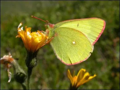 Point clair à l'aile postérieure, ailes d'un jaune vif voire vert et bordures rosées, ce papillon magnifique se trouve dans les landes tourbeuses nordiques. Il peut être confondu avec le soufré. C'est : 