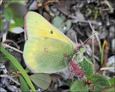 Tout papillon jaune-orange observé aux confins du cercle Arctique est un ...
Comme ses congénères, il ne se pose ou ne butine presque jamais les ailes ouvertes, de sorte que son observateur doit se contenter du jaune verdâtre de son verso.