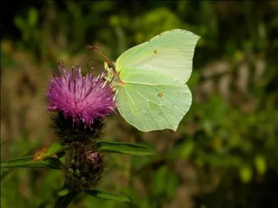 L'apparition de ce papillon signifie que l'hiver est enfin terminé. Seule la couleur jaune voire vert vif de ce papillon suffit à le reconnaître. Ses ailes sont crochues et on peut très bien en apercevoir les nervures. C'est :
