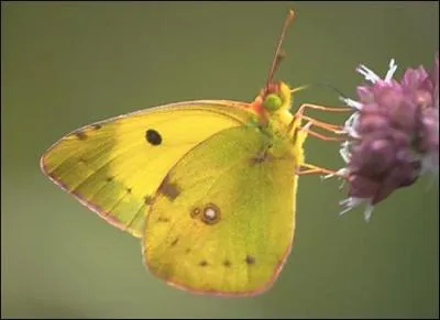 Ce magnifique papillon se reconnaît grâce à ses couleurs très vives. Il peut porter une marque blanchâtre plus ou moins voyante. On trouve sa chenille principalement sur la luzerne et le trèfle. Il porte un unique point noir sur l'aile supérieure. C'est :