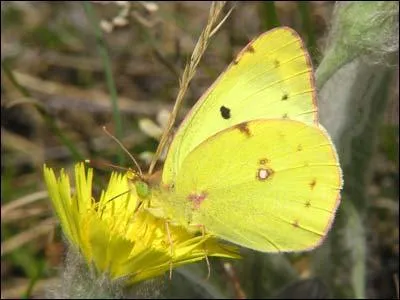 Cette espèce ressemble beaucoup au soufré, et il est difficile de l'en différencier sur le terrain. Le jaune est cependant plus vif et les marques apicales et marginales sont moins accentuées; le recto de l'aile postérieure présente un point orange et non rosâtre. C'est : 