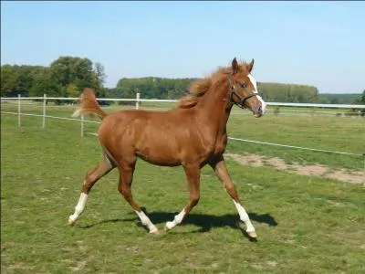 De quelle race va devenir ce poulain lorsqu'il sera plus grand ?