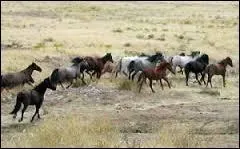 Comment s'appelle le cheval sauvage que l'on voit souvent dans les westerns ?