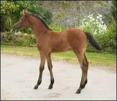 Quand un cheval mâle naît, c'est un poulain. Mais quand c'est une femelle, comment l'appelle-t-on ?