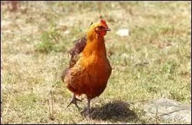 Quelle expression signifie : "Le travail paye" ?