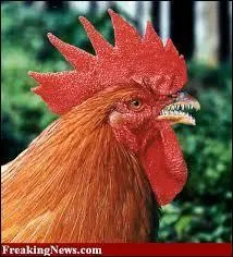 Que signifie l'expression : "Quand les poules auront des dents" ?
