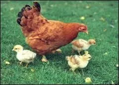 Vous rentrez dans votre salon et dites : "Une poule n'y retrouvait pas ses poussins". Que voulez-vous dire ?