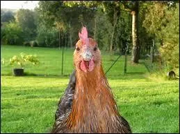 Dans quelle situation peut-on être dans la poule A ?