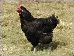 Laquelle de ces propositions convient à l'expression : "cul de poule" ?