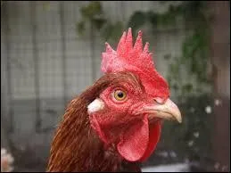 Si vous vous couchez comme les poules, c'est que vous vous couchez ...