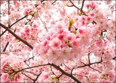 La magnifique fleur de cerisier (sakura) est une fleur :