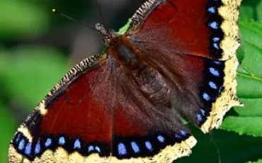 Quiz Papillons