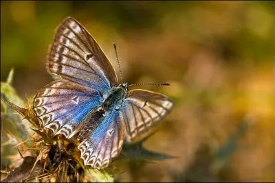 Ce papillon fait partie de la famille des "Azurés". Il ne se trouve que dans le sud de l'Europe. Ses couleurs peuvent être métalliques et il a une petite queue sur l'arrière de ses ailes postérieures. C'est...