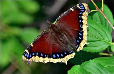 Ce papillon se reconnait très bien grâce aux bordures de ses ailes d'un blanc-jaune. Il porte des petits points bleus sur un fond brun-rouge. On n'en trouve pas beaucoup en France. C'est...