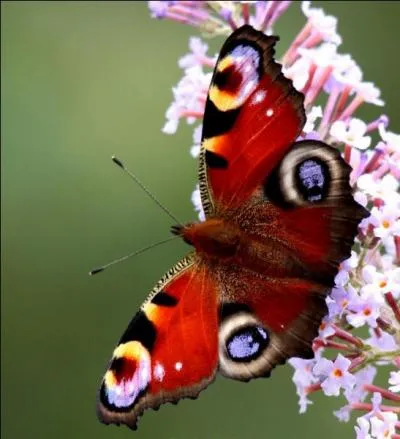 Ce papillon est extrêmement connu car il arpente les bords des chemins des forêts, des jardins et des parcs. Il se reconnaît grâce à son rouge vif et ses ocelles bleues sur les deux ailes. Comment s'appelle-t-il ?
