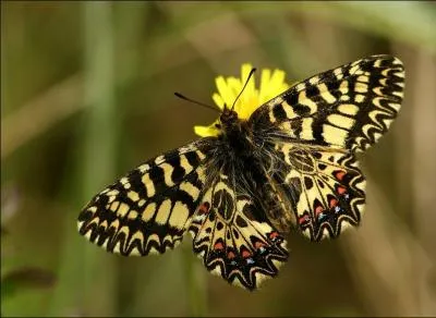 Ce papillon peut se confondre avec un autre qui porte à peu près les mêmes motifs. Il s'en différencie d'ailleurs par le manque de taches rouges sur le haut des ailes supérieures. Comment s'appelle ce papillon ?
