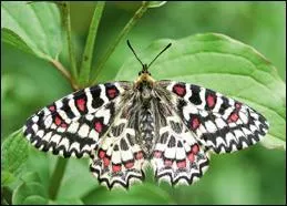 Ce papillon ressemble au papillon du dessus. Il s'en distingue par ses tâches rouges sur ses deux ailes. Il est aussi plus clair et on ne le trouve que dans le sud de l'Europe, vers l'Espagne. C'est...