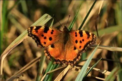 Ce papillon qui affectionne les haies, les bois clairs et les bords des champs peut être confondu avec le robert-le-diable. Il se reconnaît grâce à son fond orange et à ses tâches noires quadrangulaires. C'est...