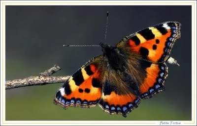 Ce papillon est très commun et se rencontre dans les jardins, les bois, les clairières. Il se reconnait à son fond orange et à ses lunules marginales bleues. Pour attirer ce papillon dans son jardin, il faut non seulement planter des fleurs à nectar mais aussi prévoir un petit coin à orties. C'est ...