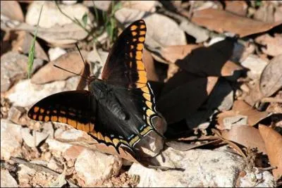 Ce beau papillon se reconnaît grâce à ses petites queues sur ses ailes postérieures. C'est avec ses bordures jaune-orange qu'il ne passe pas inaperçu. C'est...