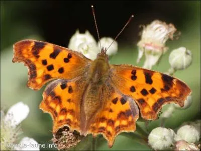 Ce papillon se rencontre dans une grande variété d'habitats fleuris. Il se reconnaît grâce aux bords de ses ailes déchirés. Il peut se confondre à un autre papillon mais il s'en différencie par ses dessins foncés plus nombreux. C'est...