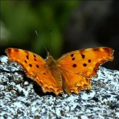 Autre papillon aux ailes déchirées. Celui-ci ne se rencontre que vers l'Italie et se reconnaît grâce à son fond jaune-orange avec quelques petits points noirs. C'est...